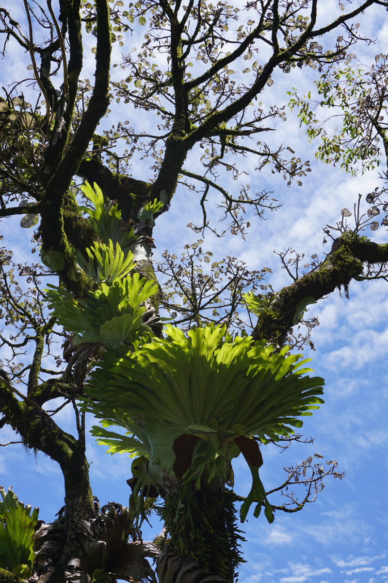 Staghorn fern growing in this tree.